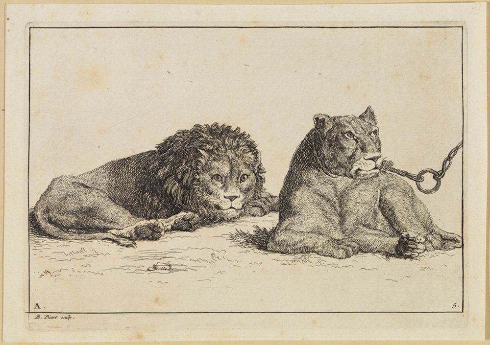Bernard Picart (1673) - Schlafender Löwe nach rechts