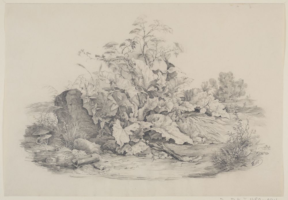 Carl Ludwig Frommel - Blatt- und Staudengewächse am Wasser