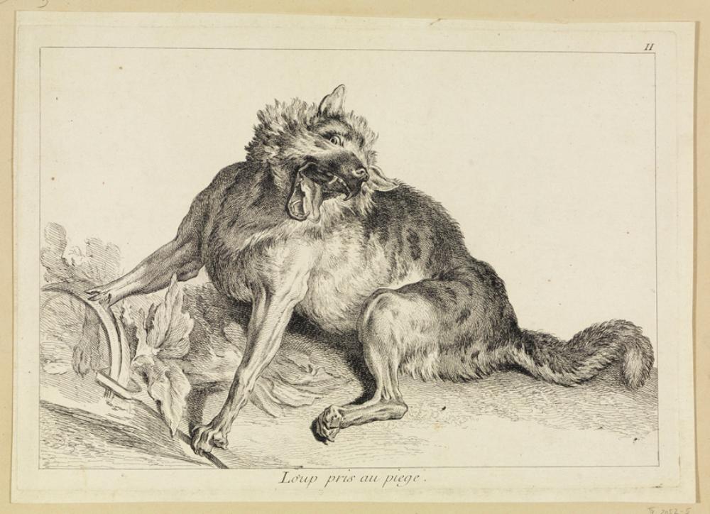 Jean Eric Rehn - Wolf in der Falle