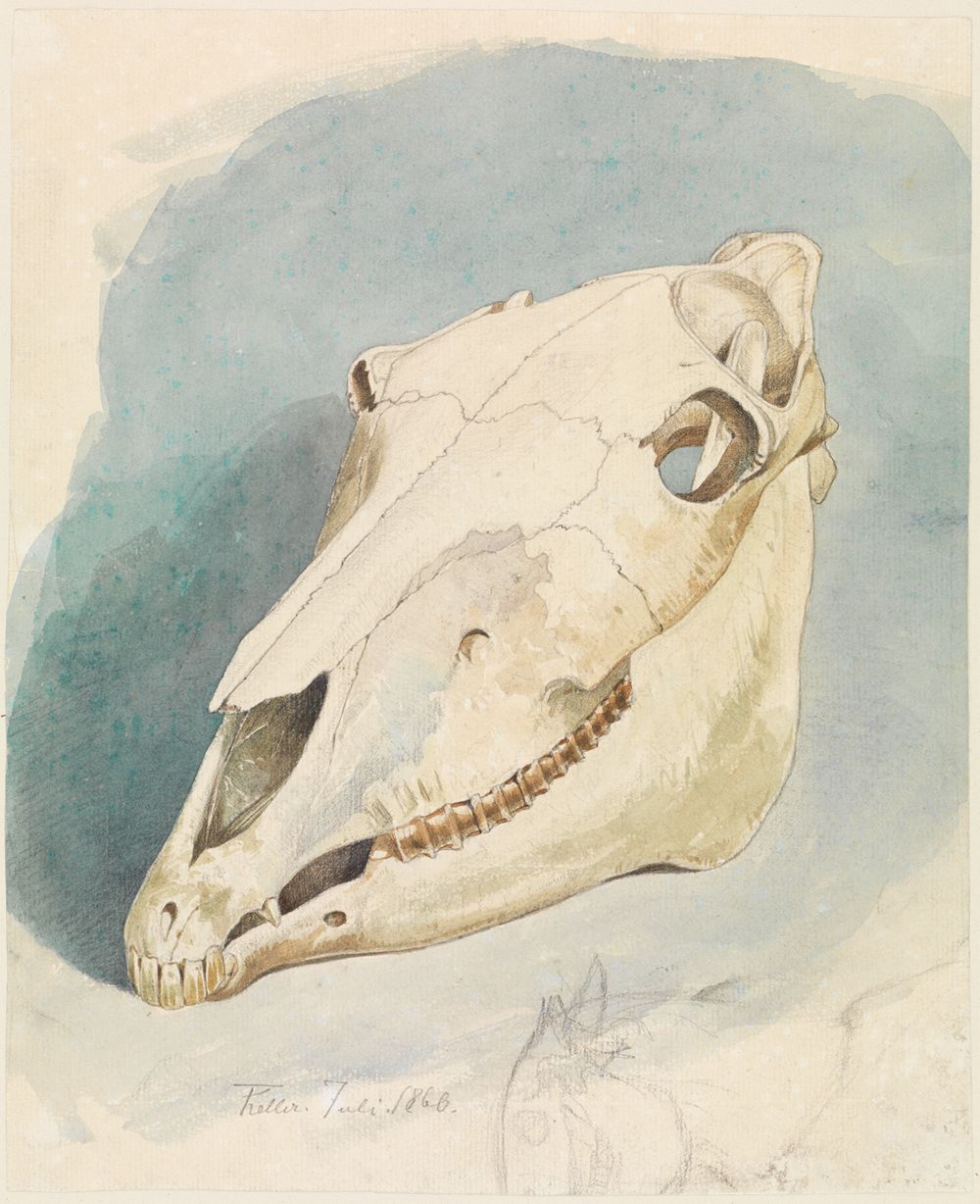 Ferdinand Keller - Studie eines Tierschädels