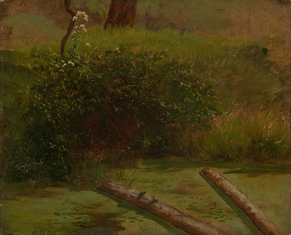 Gustav Osterroht - Blühender Schierling