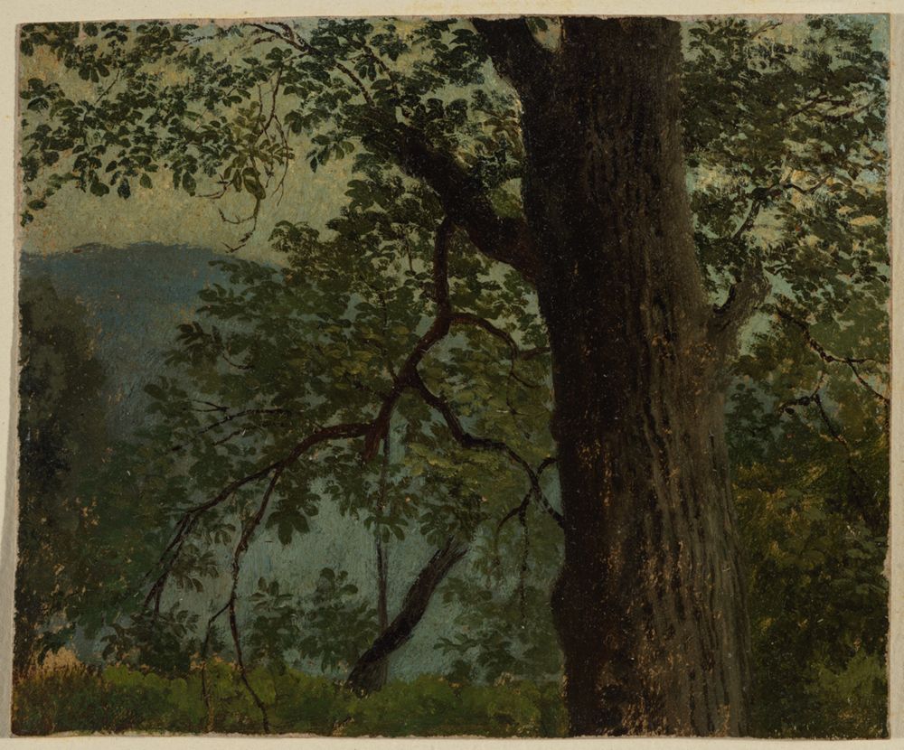 Georg Wilhelm Issel - Studie eines Eichbaums