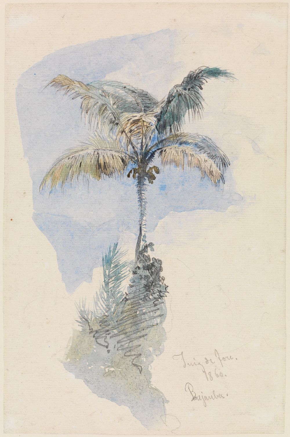 <p></p><p>Das Bild zeigt eine große, kräftige Palme mit langen,geschwungenen Blättern. Sie ist umgeben von dichter Vegetation.</p>