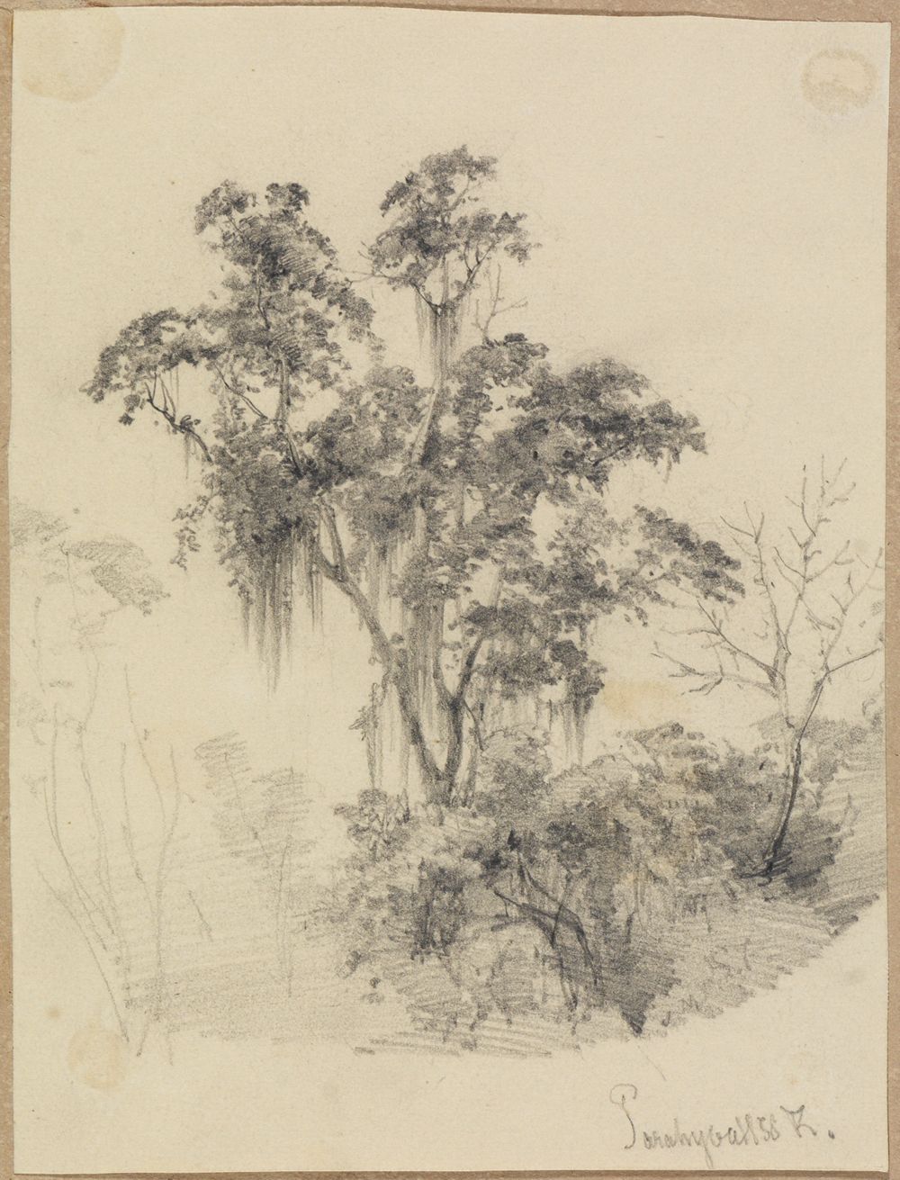 Ferdinand Keller - Baumstudie im Urwald