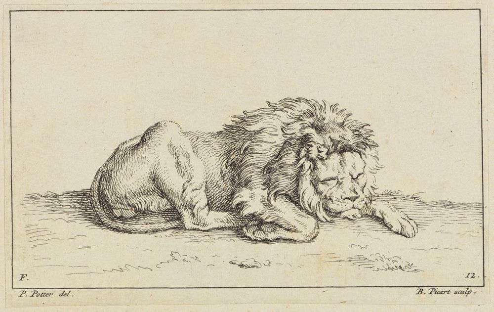 Bernard Picart (1673) - Schlafender Löwe nach rechts