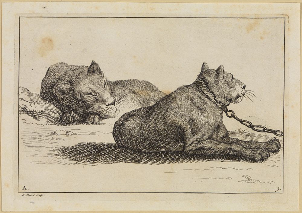 Bernard Picart (1673) - Liegender Löwe nach rechts