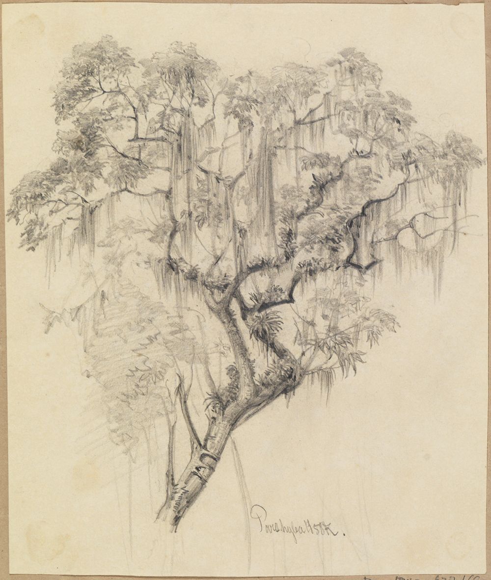Ferdinand Keller - Studie Baumkrone (mit herabhängenden Pflanzenfäden)