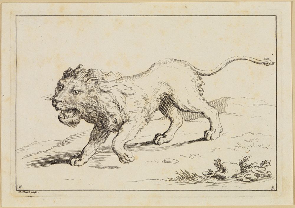 Bernard Picart (1673) - Zwei Löwenköpfe im Profil