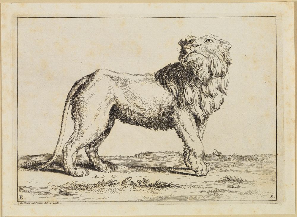 Bernard Picart (1673) - Zwei Löwenköpfe im Halbprofil und in Untersicht