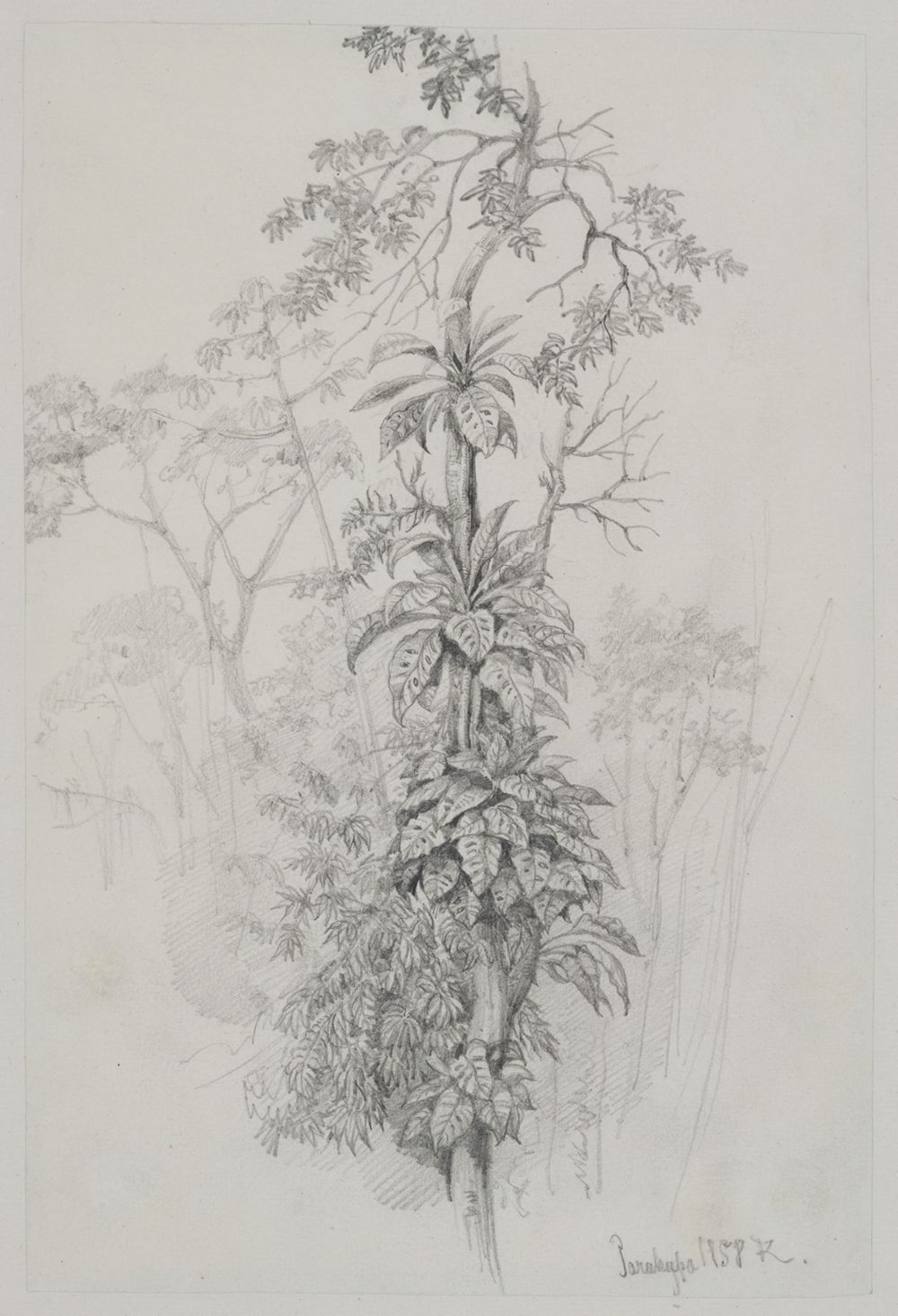 Ferdinand Keller - Baumstudie aus dem Urwald
