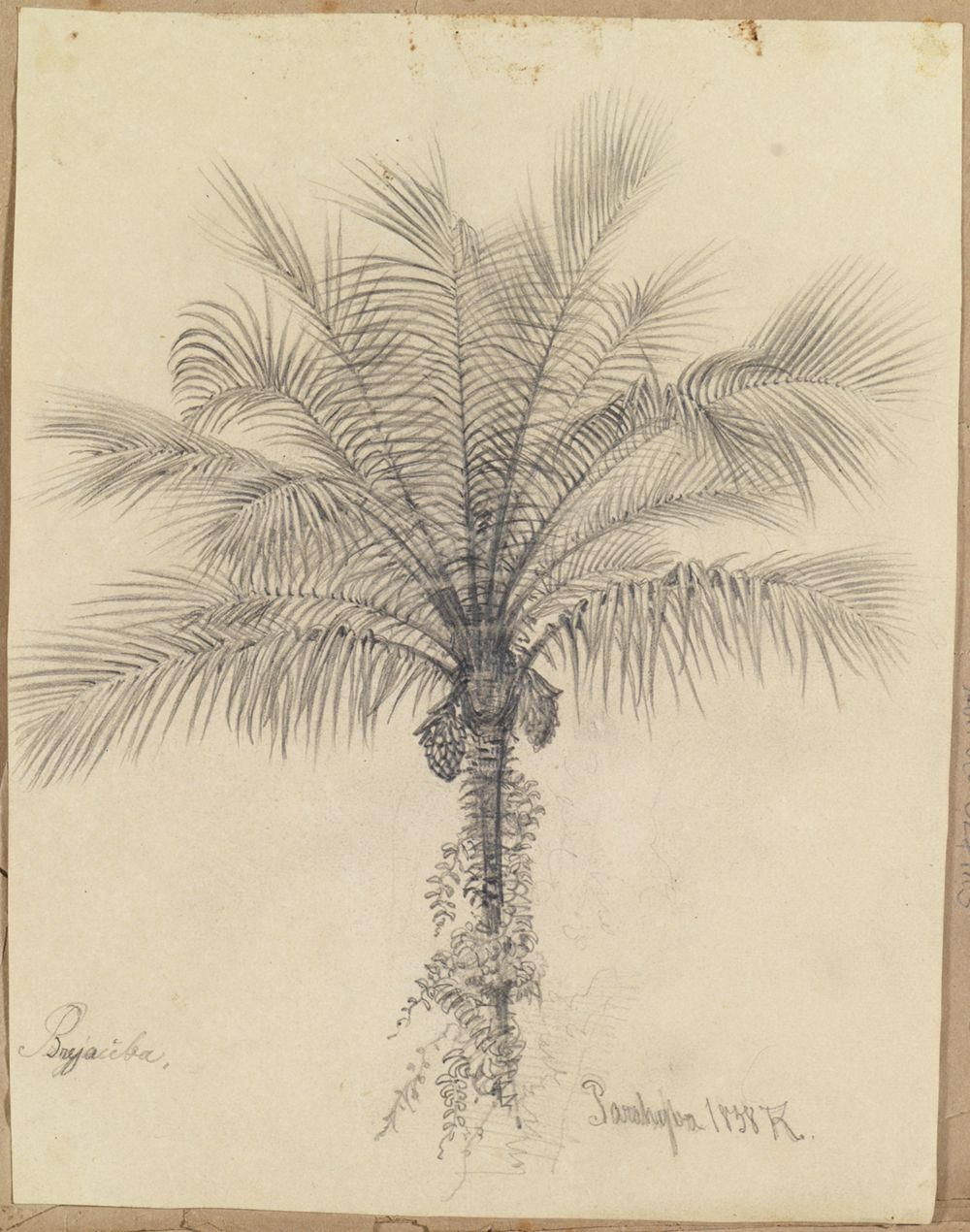 Ferdinand Keller - Palmstudie II