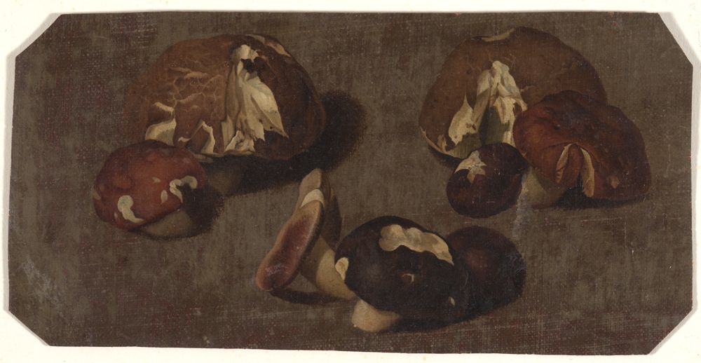 Charles William Hamilton - Sieben (oder acht?) Pilze