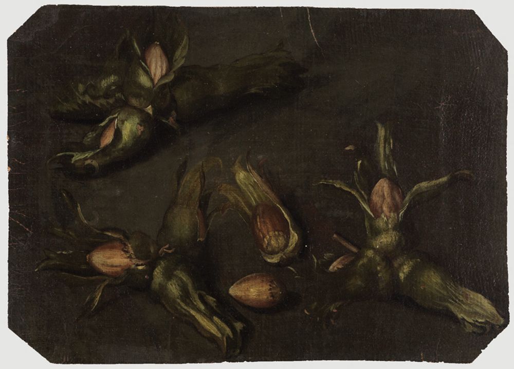 Charles William Hamilton - Haselnüsse in ihren Schutzblättern