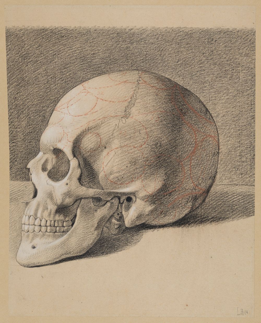 Philipp Jakob Becker - Schädelstudie: Linksprofil eines Schädels (Menschliche anatomische Studien und Aktstudien, Blatt 50b)