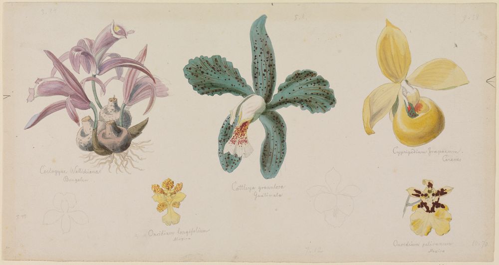 Adolf Schrödter - Fünf verschiedene Orchideenblüten