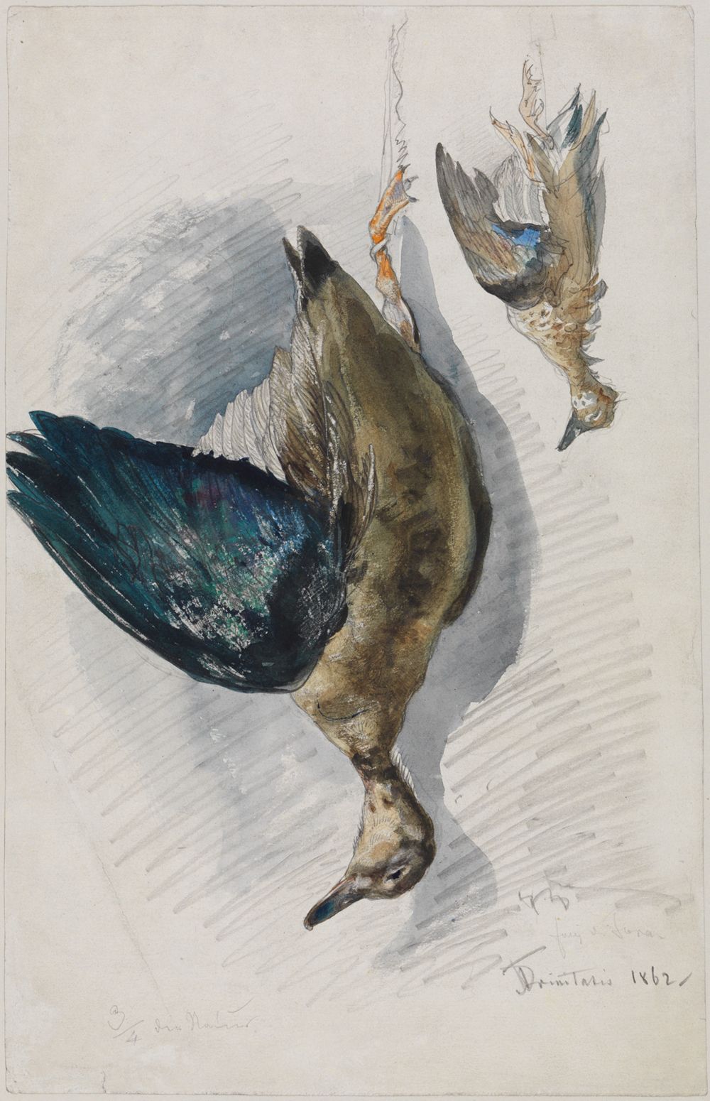 Ferdinand Keller - Zwei Studien eines Vogels