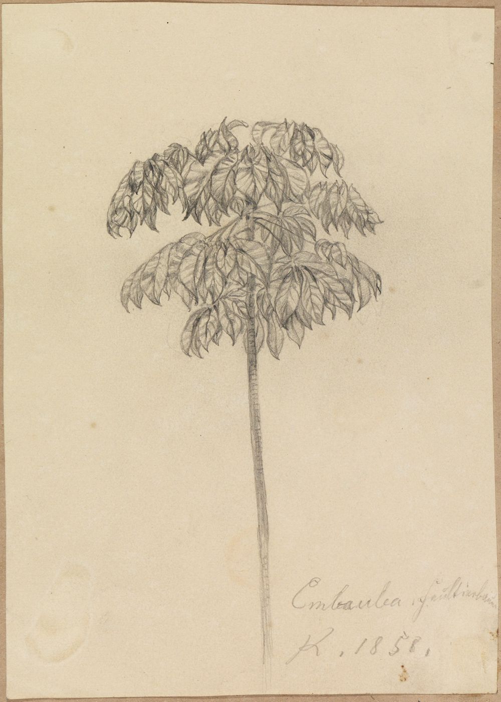 Ferdinand Keller - Studie Faultierbaum