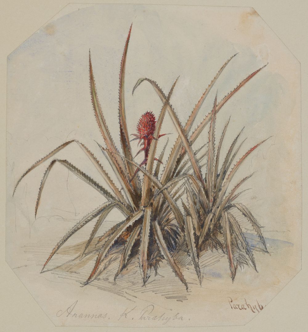 Ferdinand Keller - Blühende Ananas