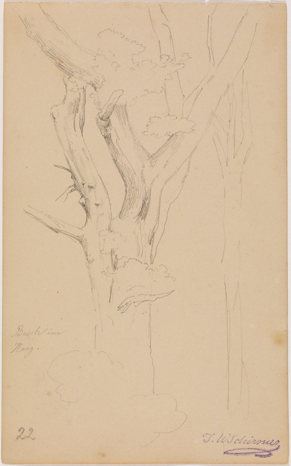 Johann Wilhelm Schirmer - Baumstudie (Busch im Haag), fol. 22