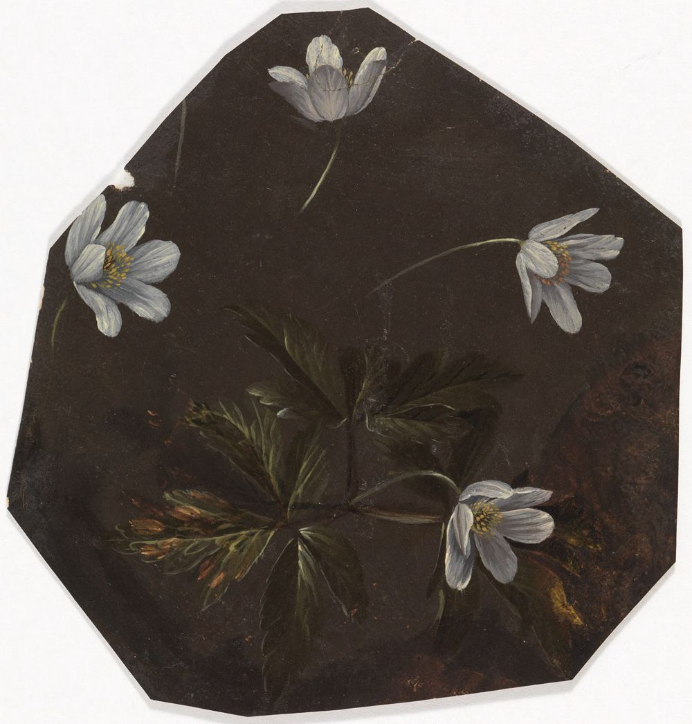 Charles William Hamilton - Anemonenstengel mit Blüte und drei einzelne Blüten