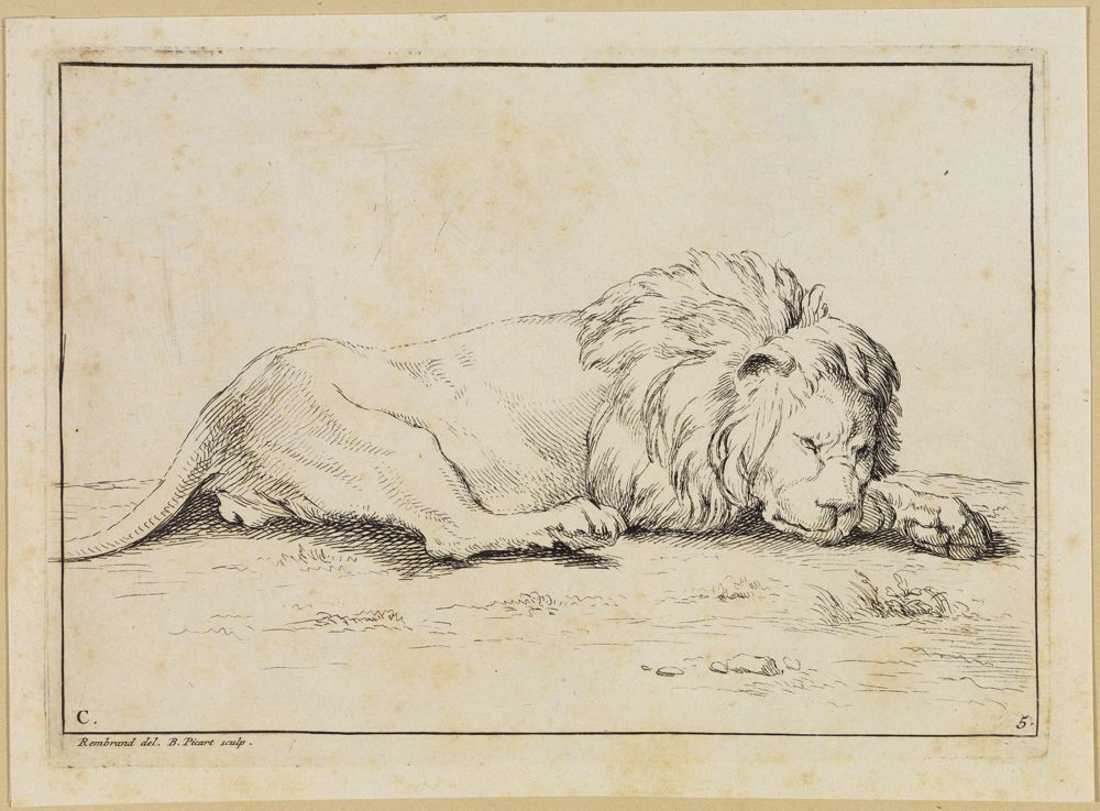 Bernard Picart (1673) - Schlafender Löwe nach links