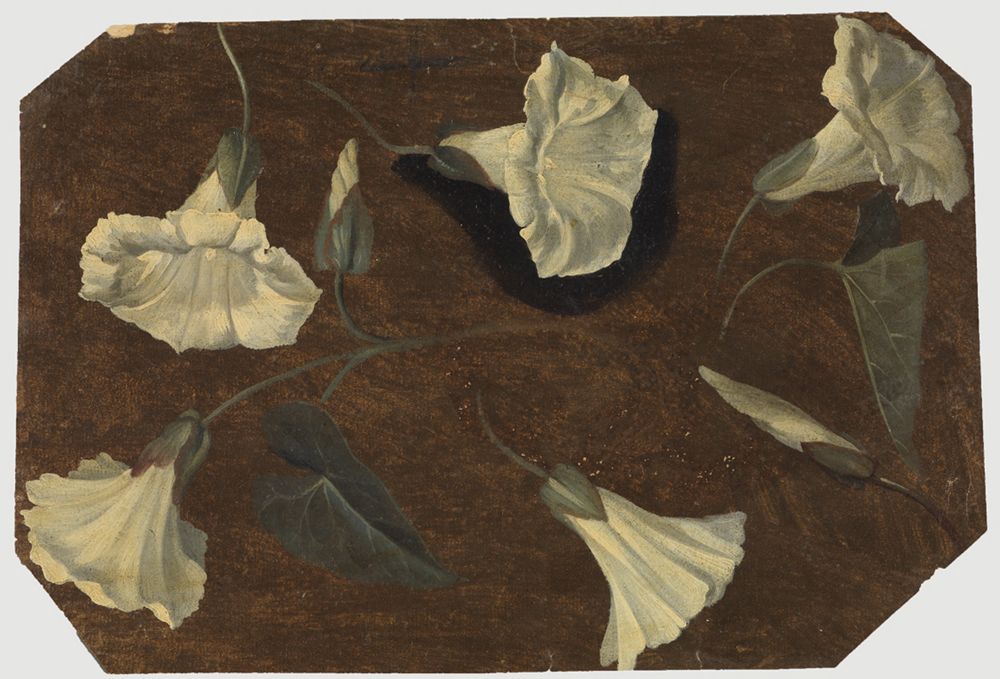 Charles William Hamilton - Fünf weiße Windenblüten und zwei Knospen