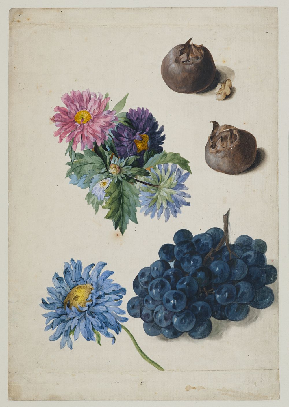 Franz Theobald Horny - Astern, eine blaue Traube, zwei Mispelfrüchte und ein Stück Walnuss