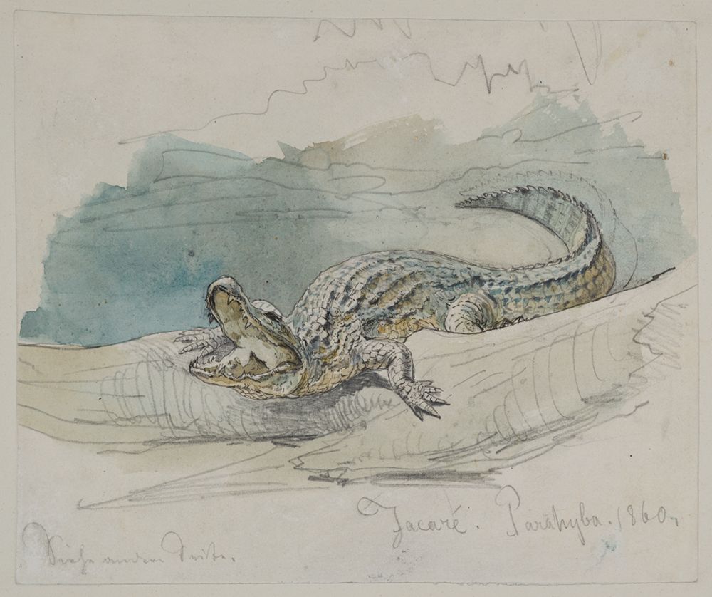 Ferdinand Keller - Studie eines Alligators