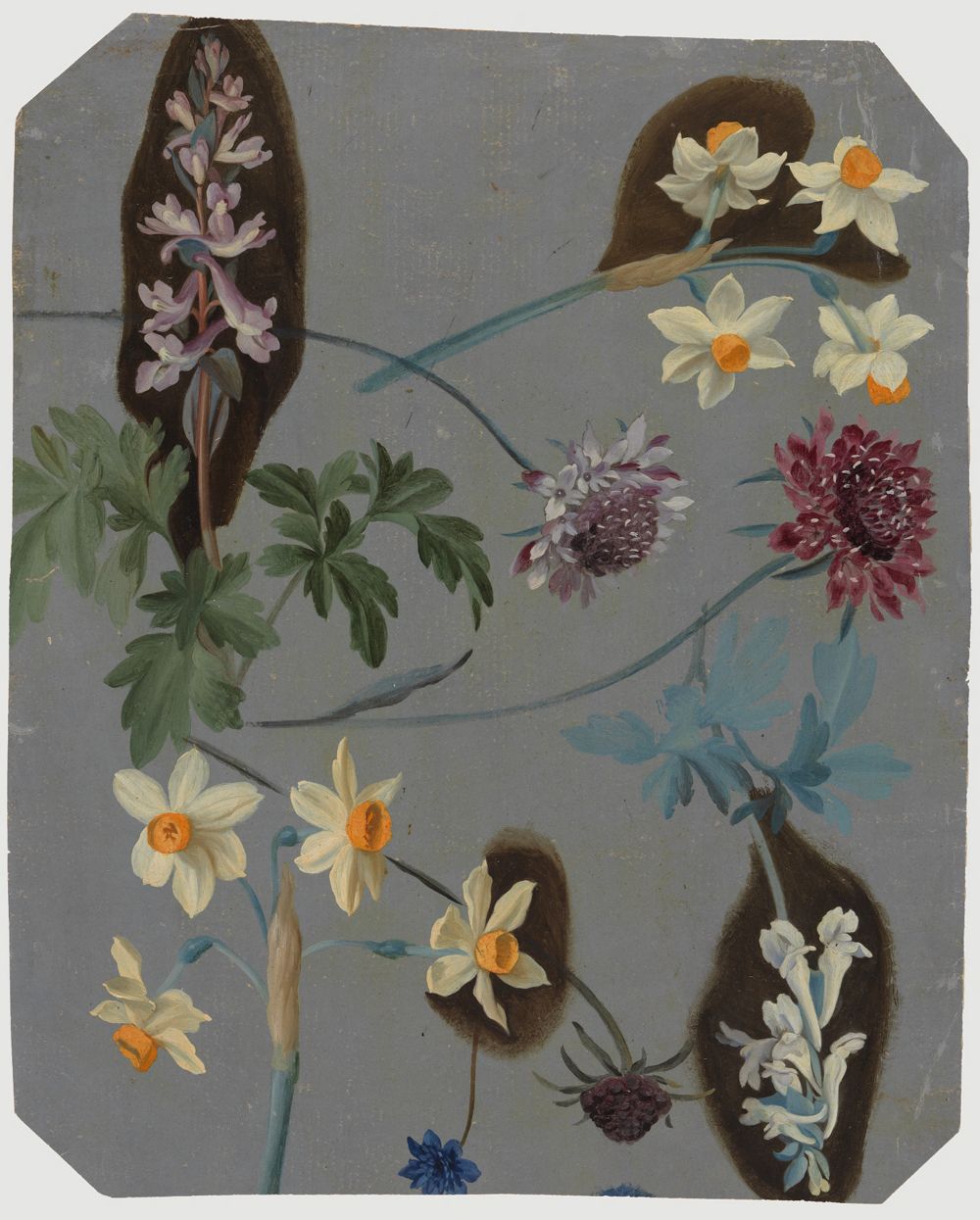 Charles William Hamilton - Narzissen, Skabiosen, Leberblümchen, lila und weißer Lerchensporn