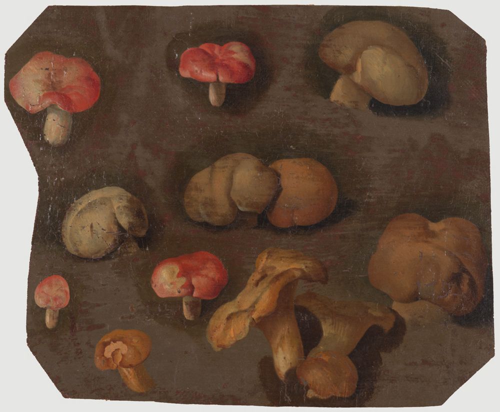 Charles William Hamilton - Verschiedene Pilze (darunter: Speitäubling [rot], Pfifferling und Steinpilz [ganz rechts])