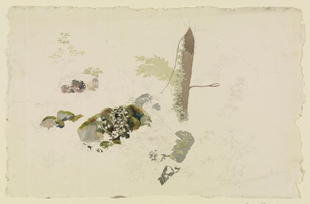August Lucas - Bemooste Steine, Baum- und Blattstudien