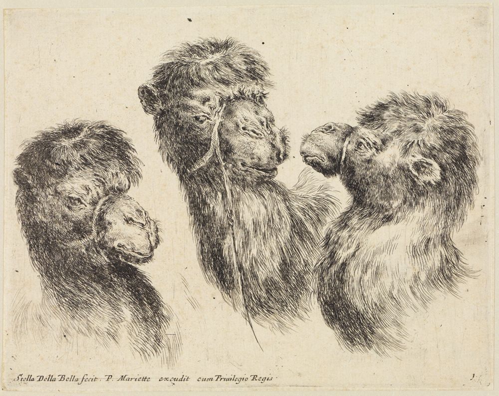 Verschiedene Tierköpfe (Têtes de différents animaux): Drei Kamelköpfe