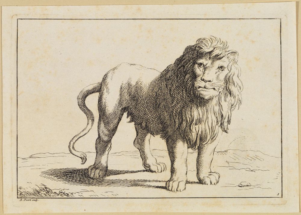 Bernard Picart (1673) - Liegender Löwe und Löwin an einer Kette