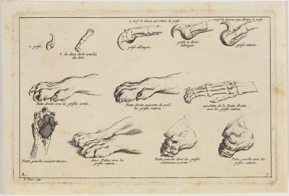 Bernard Picart (1673) - Schematische Darstellung der Löwenkrallen