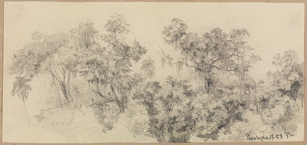 Ferdinand Keller - Studie Baumkronen