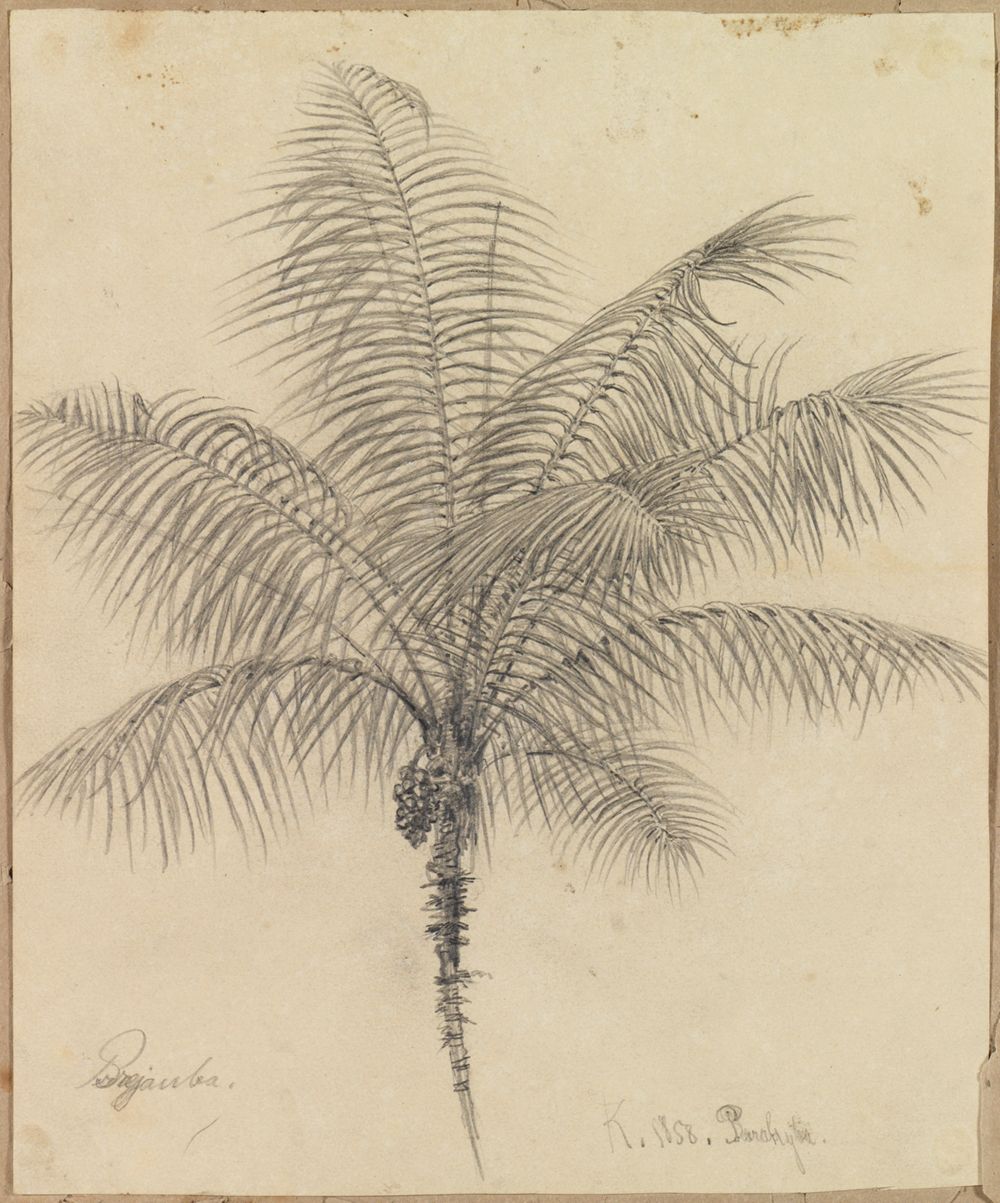 Ferdinand Keller - Palmstudie I