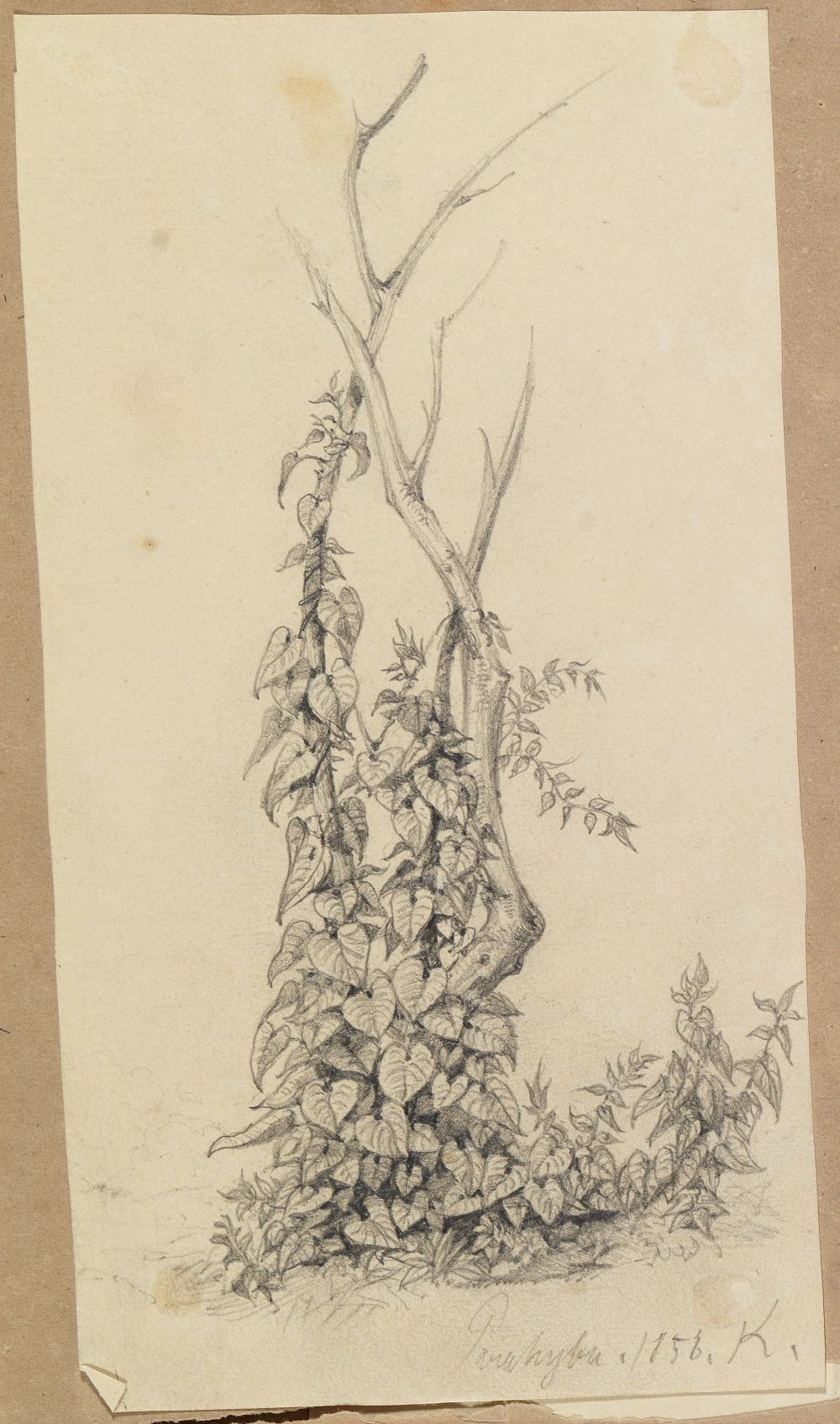 Ferdinand Keller - Rankengewächse am abgestorbenen Baum