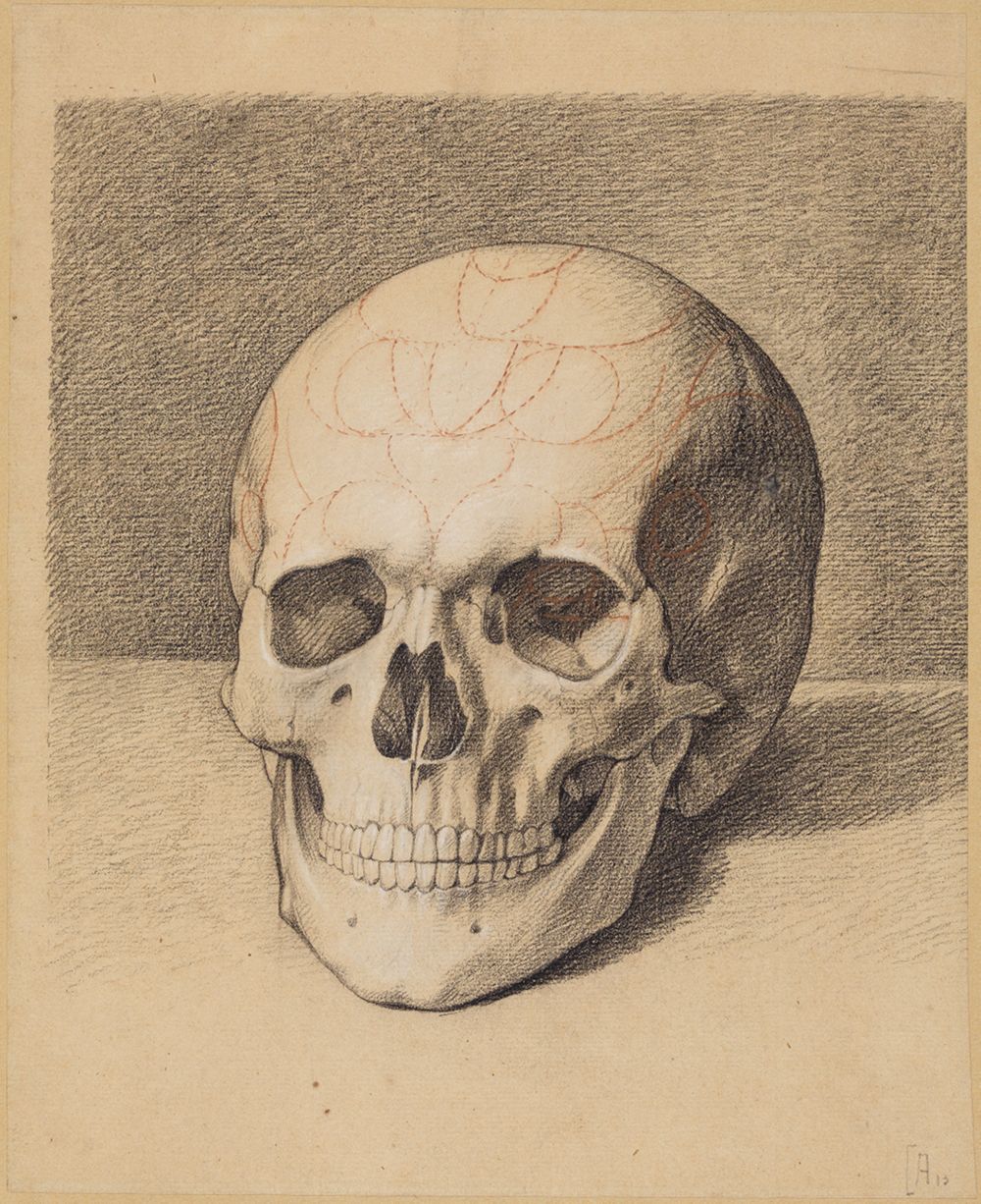 Philipp Jakob Becker - Schädelstudie: Frontalansicht eines Schädels (Menschliche anatomische Studien und Aktstudien, Blatt 50a)