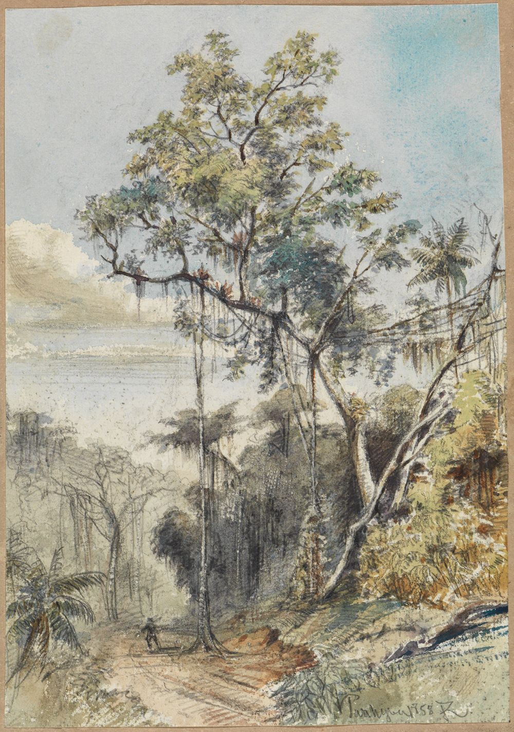 Ferdinand Keller - Farbige Baumstudie im Urwald an einem Weg