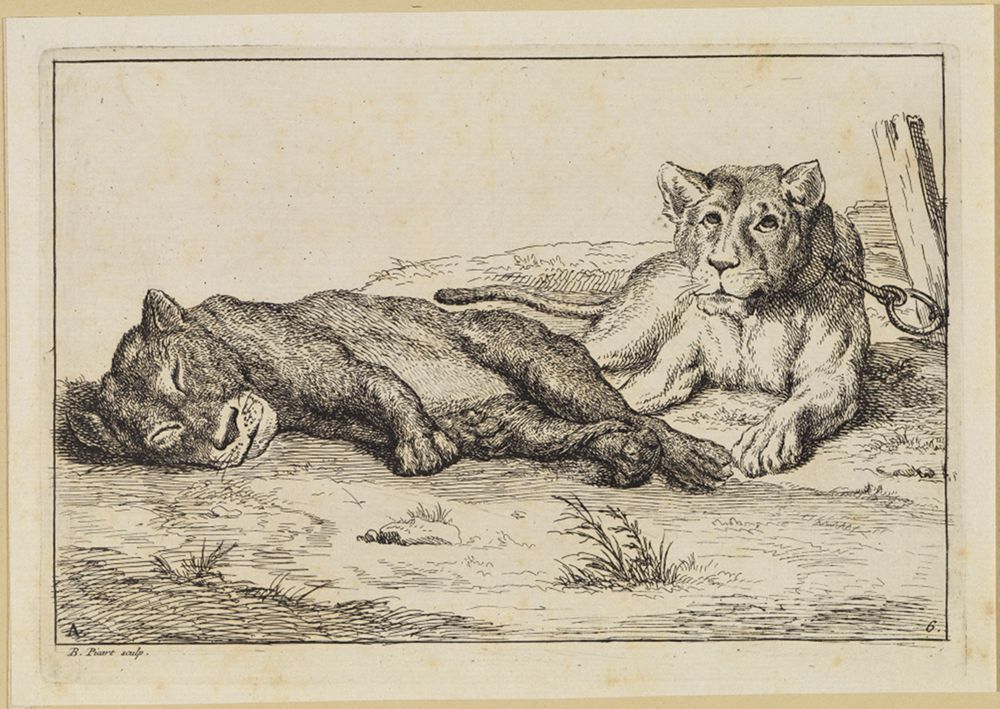 Bernard Picart (1673) - Schlafender Löwe nach links