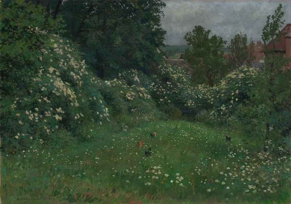 Hans Richard von Volkmann - Hollerblüte