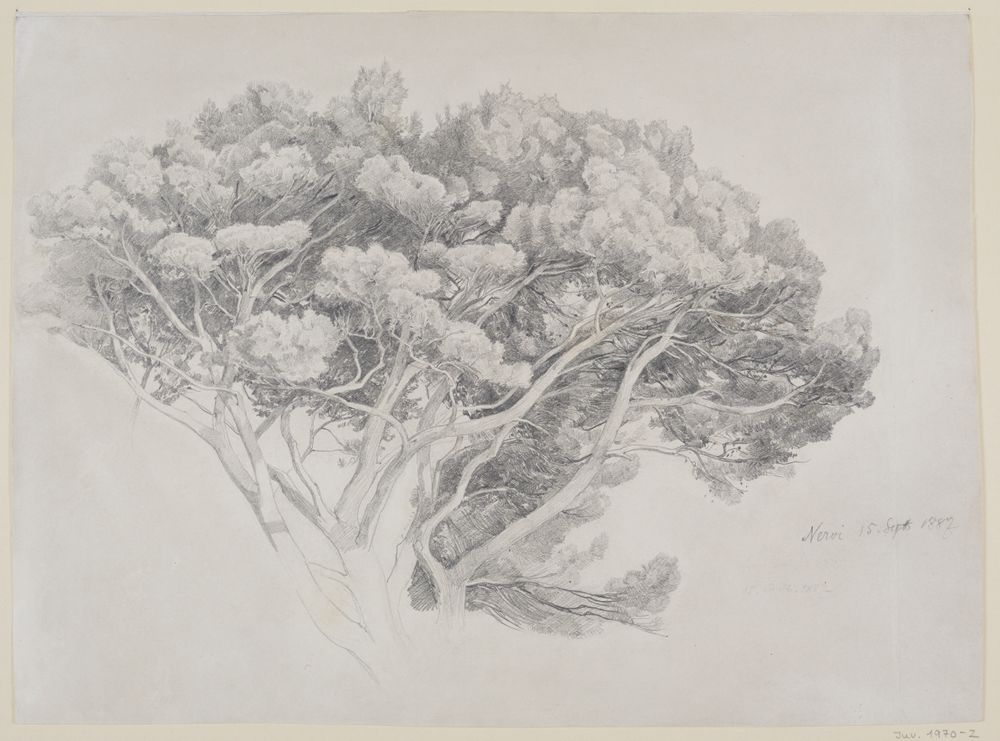 Edmund Friedrich Kanoldt - Studie eines Pinienwipfels in Nervi