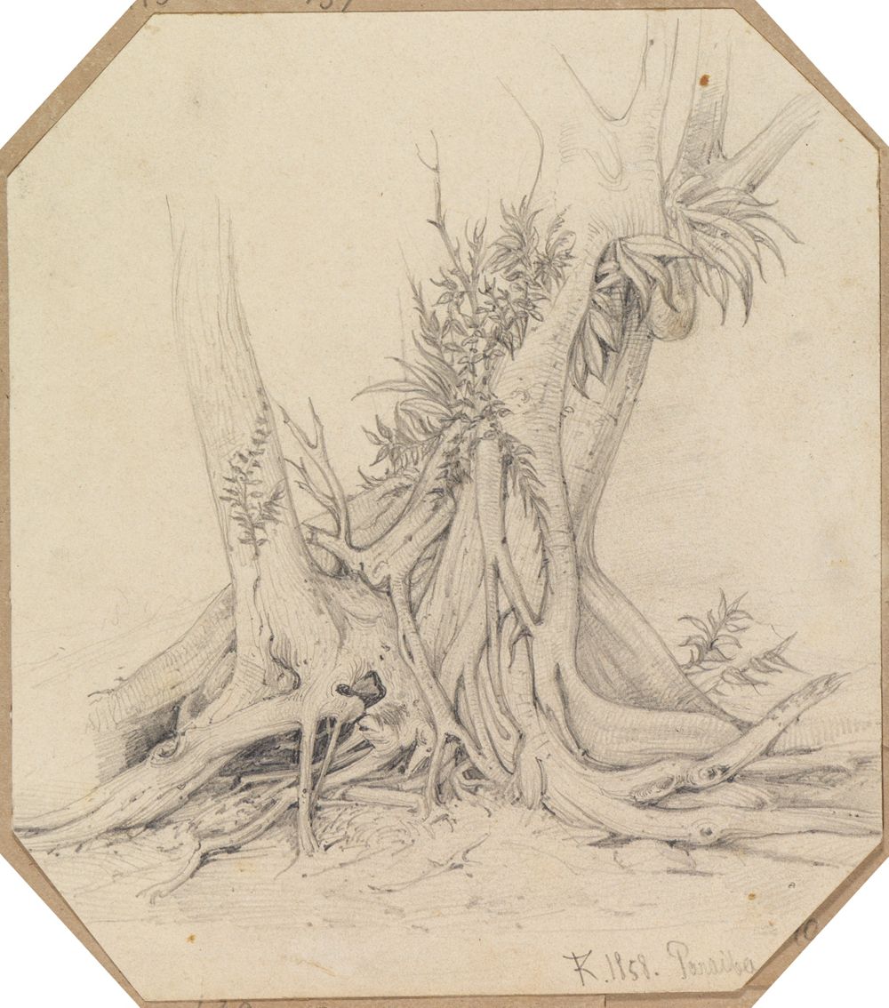 Ferdinand Keller - Studie Baumwurzel / Baumstamm