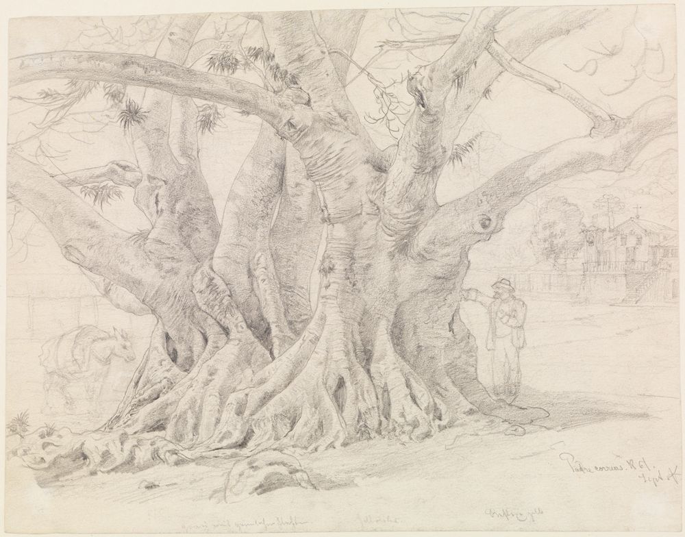 Ferdinand Keller - Baumstudie