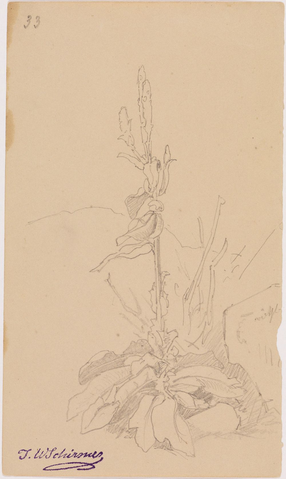 Johann Wilhelm Schirmer - Pflanzenstudie, fol. 33