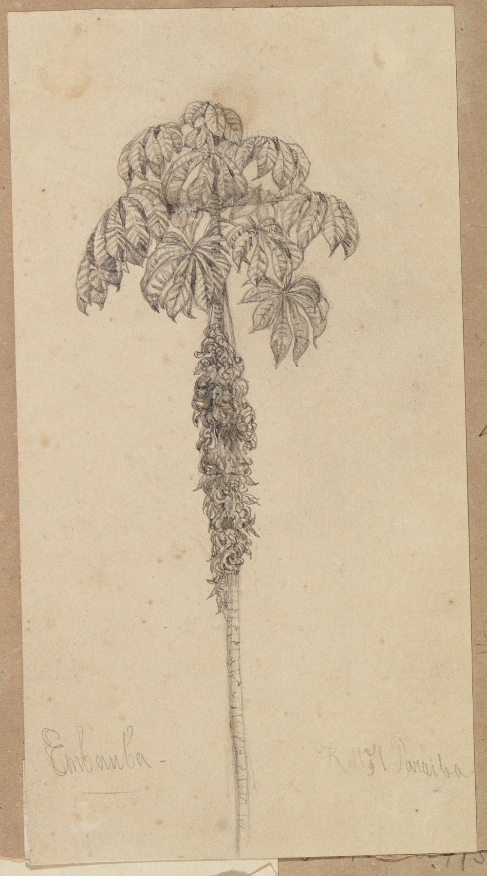 Ferdinand Keller - Palmstudie mit Ranken