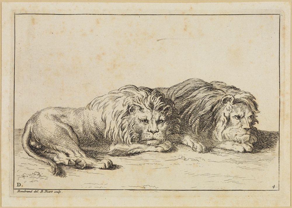 Bernard Picart (1673) - Fressender Löwe nach links