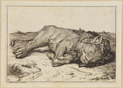 Bernard Picart (1673) - Liegende Löwinnen
