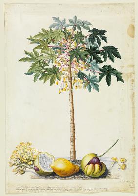 Georg Dionysius Ehret - Papaya