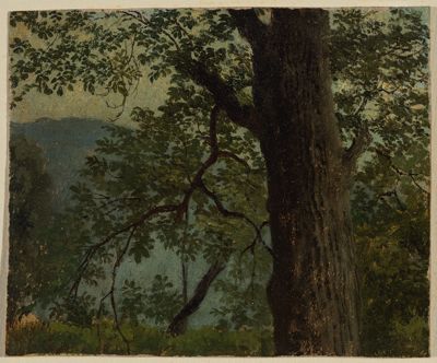 Georg Wilhelm Issel - Studie eines Eichbaums